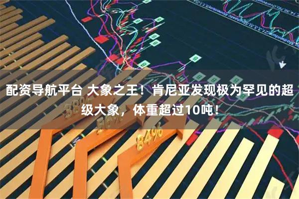 配资导航平台 大象之王！肯尼亚发现极为罕见的超级大象，体重超过10吨！